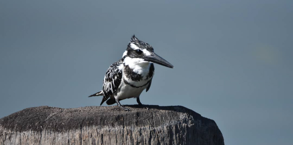 Pied Kingfisher